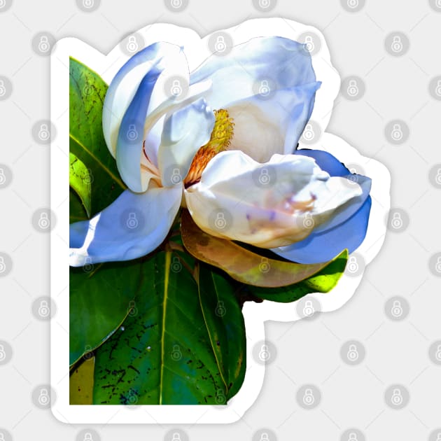 Magnolia Sticker by RoxanneG